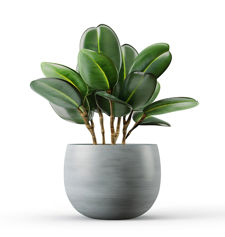 Home outdoor plant