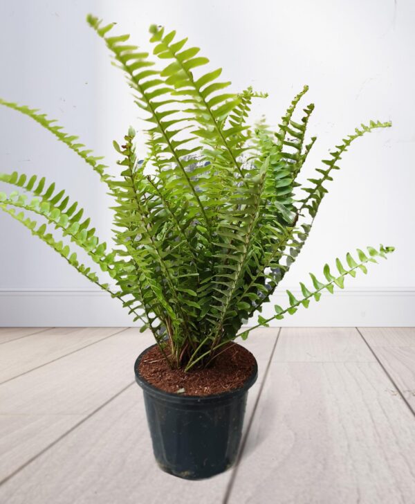 Boston fern - Image 2