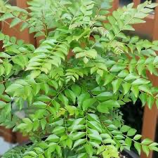 curry leaves plant in poly bag
