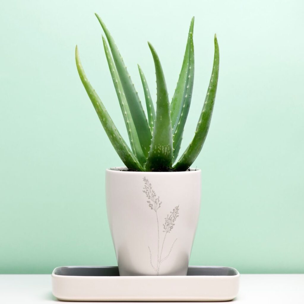 alovera plant dhritkumari