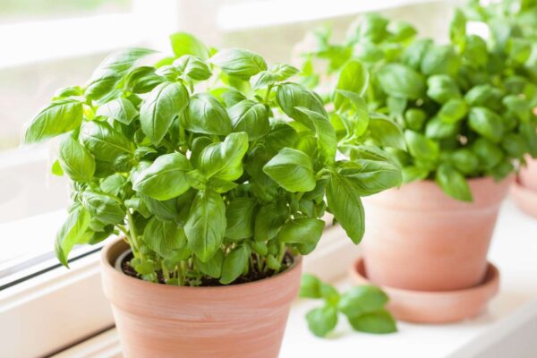Basil leaves plant in poly bag