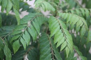 kadipatta, curry leaf, murraya koenigii, nature, plant