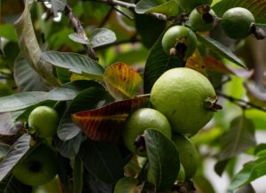 Close-up of green guavas and vibrant leaves, captured outdoors in natural light.