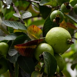 Close-up of green guavas and vibrant leaves, captured outdoors in natural light.
