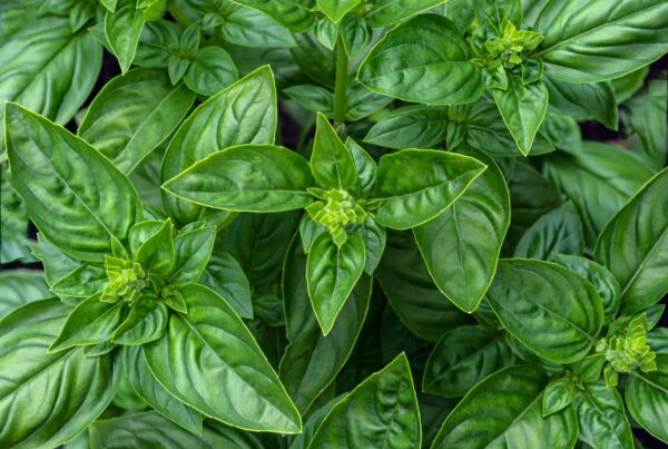 Close-up of fresh green basil leaves showcasing vibrant foliage and texture.