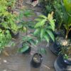 Japanese Miyazaki Mango plant - Image 2