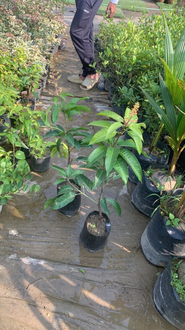 Japanese Miyazaki Mango plant - Image 2