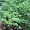 Shami plant in poly bag - Image 2