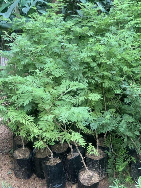 Shami plant in poly bag - Image 2
