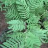 Shami plant in poly bag