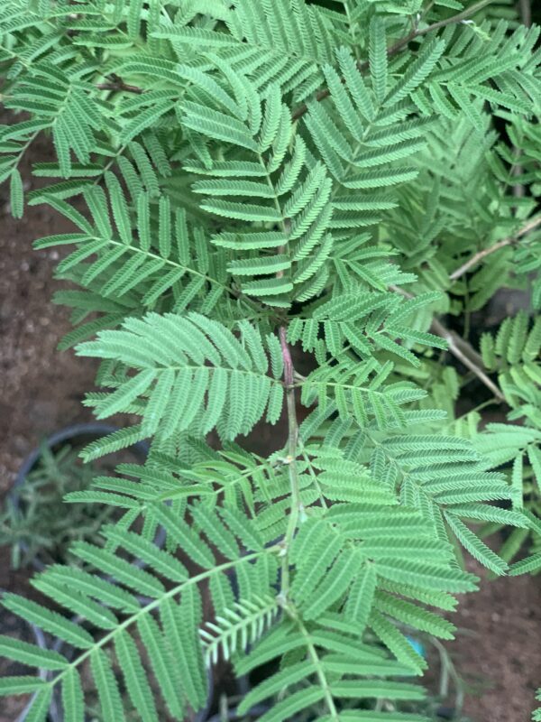 Shami plant in poly bag