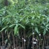 Japanese Miyazaki Mango plant - Image 3