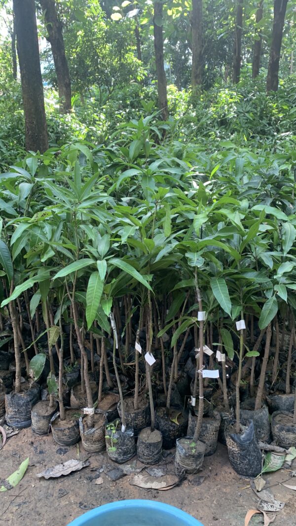 Japanese Miyazaki Mango plant - Image 3
