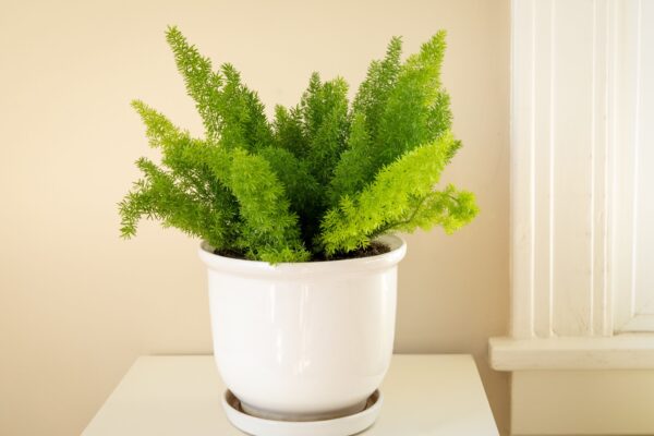 asparagus fern