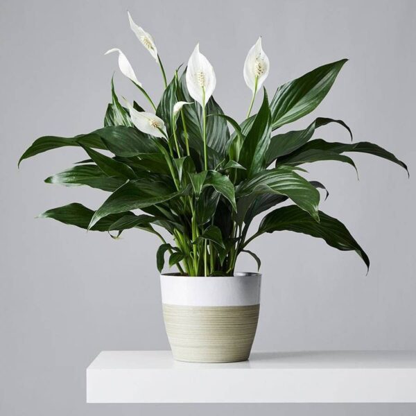 hybrid Peace lily in pot