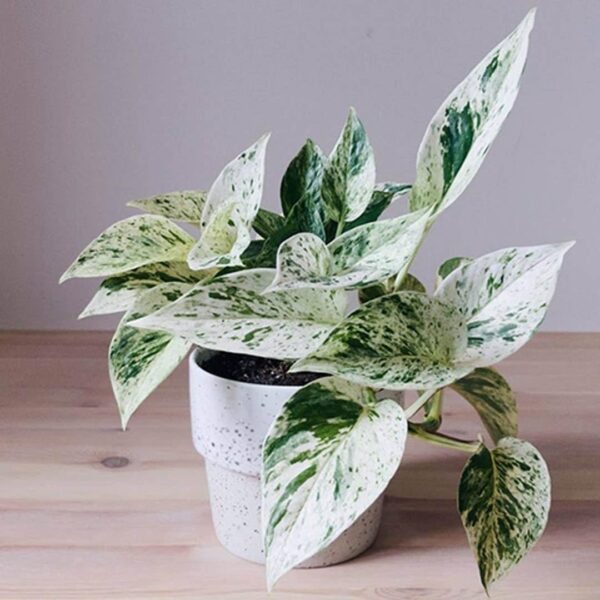 pothos/ money plant - Image 6