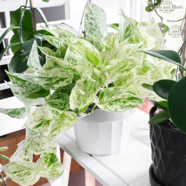 pothos/ money plant - Image 2