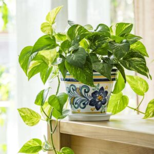 pothos/money plant in white nursery pot