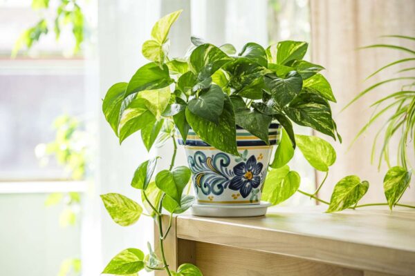 pothos/ money plant - Image 3
