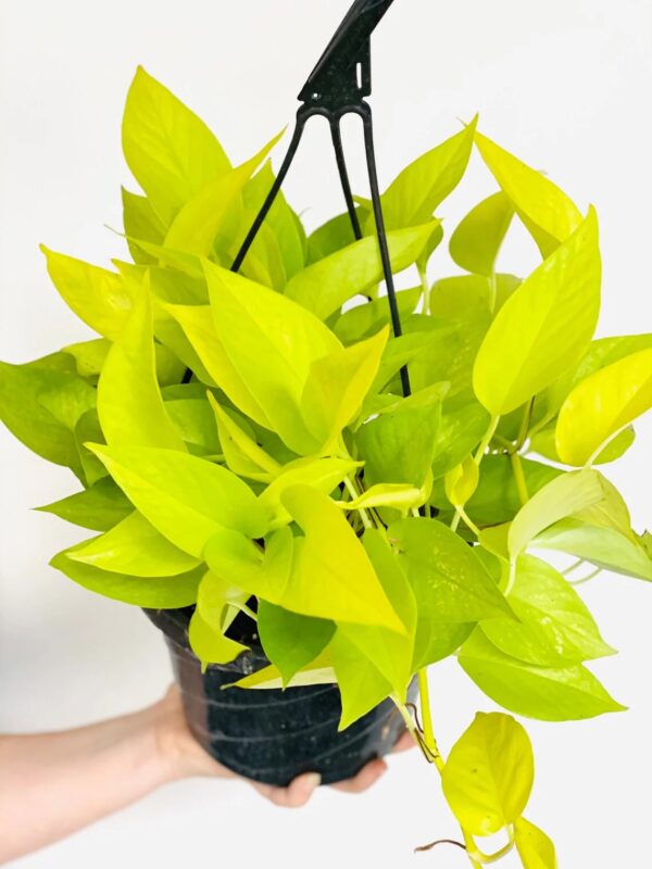 pothos/ money plant
