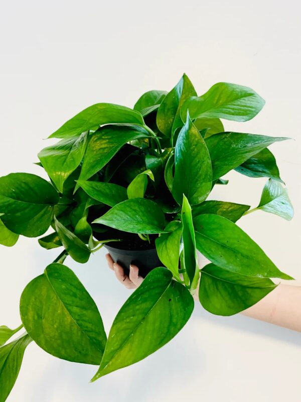 pothos/ money plant - Image 5