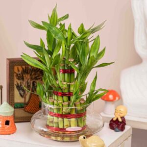 3 layer gud luck Bamboo
