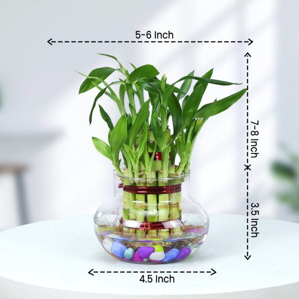 3 layer gud luck Bamboo - Image 3