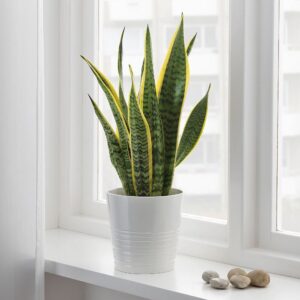 snake plant in a  nursery pot