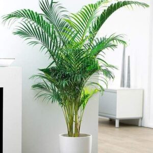 Areca palm plant in poly bag (2-3)feet