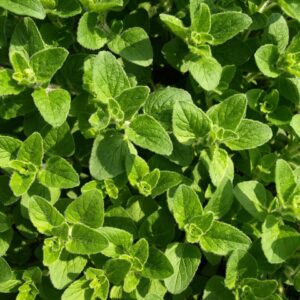 oregano, culinary herbs, mediterranean, herbs, kitchen, spice up, cook, oregano, oregano, oregano, oregano, oregano