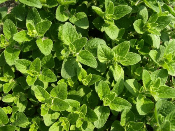 oregano, culinary herbs, mediterranean, herbs, kitchen, spice up, cook, oregano, oregano, oregano, oregano, oregano