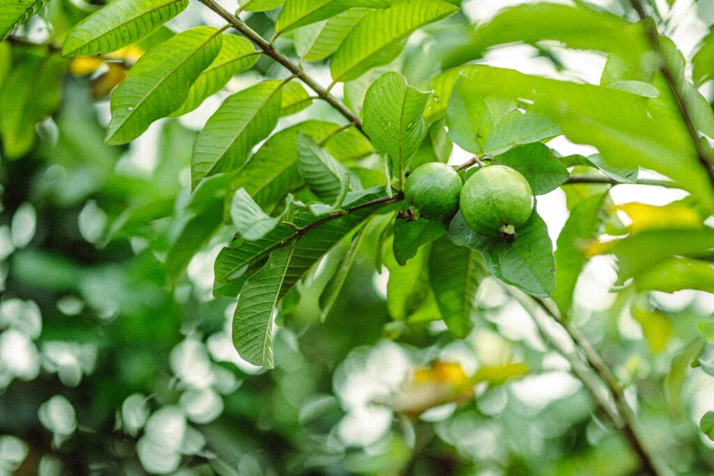 Vibrant green guava fruits hang from a lush tree branch, set against a blurred leafy background.
