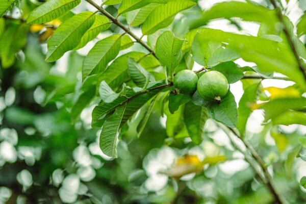 Vibrant green guava fruits hang from a lush tree branch, set against a blurred leafy background.