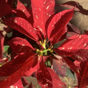 Poinsettia plant in pot