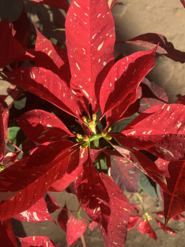 Poinsettia plant in pot