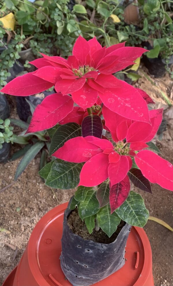 Poinsettia plant in pot - Image 2