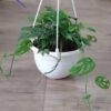 Monstera adansonii /broken heart plant in nursery pot - Image 3