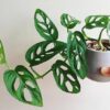 Monstera adansonii /broken heart plant in nursery pot