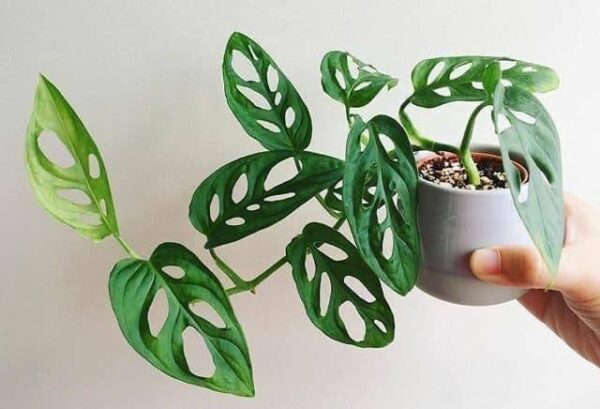 Monstera adansonii /broken heart plant in nursery pot