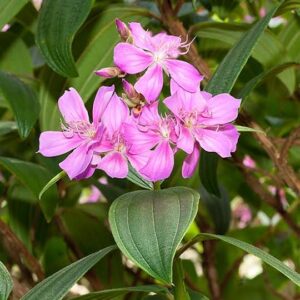 Tibuchina granulosa