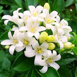 Madhu kamini/Murraya paniculata/orange jasmine