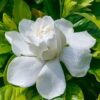 Gardenia flower plants/ Gandhari ka paudha - Image 2