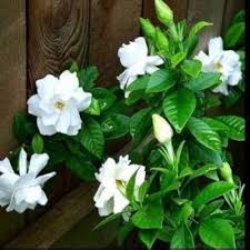 Gardenia flower plants/ Gandhari ka paudha