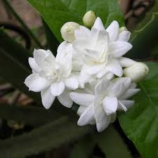 Mogra jasmine