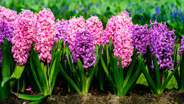 Hycianth flowering plants bulb 2 no