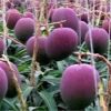 Japanese Miyazaki Mango plant