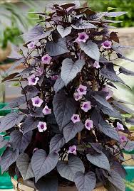Ornamental Sweet potato wine plant