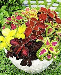 Coleus mix 5 Color plant in poly bag