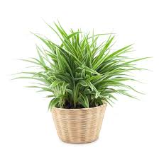 Spider plant in poly bag