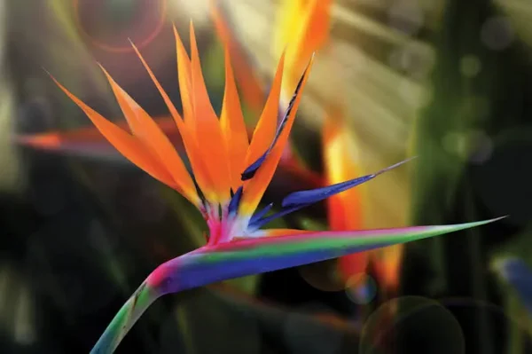 Bird of paradise  plant (xl)size in poly bag - Image 4